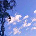 石英 - 远方