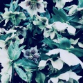 The Gardener - Wintered Dreams