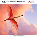 Hoz、Aliesha Lobuczek、Link (UK) - Aura