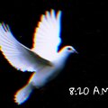 Shino - 8:20 A.M.