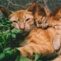 Cat Music、Jazz Music Therapy for Cats、Calm Music for Cats - Calming Breeze