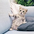 Official Pet Care Collection、Music for Cats Project、Jazz Music Therapy for Cats - Awakened Soul