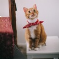 Official Pet Care Collection、Calm Music for Cats、Cat Music Experience - Peaceful