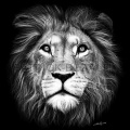 Skittles Wolf - I'm A Lion (Explicit)