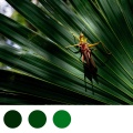 Grass Hopper Star、Paradise Hops、Elvis Dennis - Insects At Night