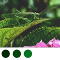 Grass Hopper Star、Paradise Hops、Elvis Dennis - Crickets Dark Forest