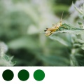 Grass Hopper Star、Paradise Hops、Elvis Dennis - Sleep To Crickets