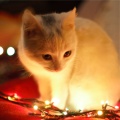 Music For Cats、Music For Cats Peace、Music for Cats Deluxe - Massage Spa