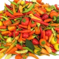 Gila - Chili Eatin' Man