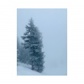 Silent Night