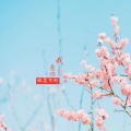 词南 - 我愿你桃花不断