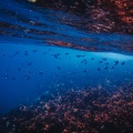 Hunter Forsberg - Lapis Lazuli