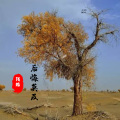 陌皓 - 后悔莫及