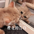 菠菜妹 - 爱上现在的我