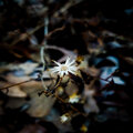 Michael Kennedy、Alaska Honey、Dylan Wrench - Sweet Sierra