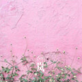 李哈哈哈 - 炉香赞