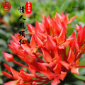 九黎如嫣 - 情人鹤顶红 (弹鼓版)