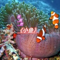 张阿然 - 小鱼