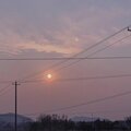 程澄橙 - sunflower feelings