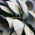 Kryss Hypnowave - Contemplazione