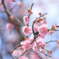 伶然而行 - 春三月
