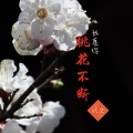 我愿你桃花不断 (伴奏)