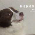 海狗 - 单车