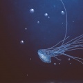 .sinh、Miramare - Jellyfish