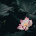 韩颖心 - 莲