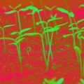 Rachel Kennedy、Seed Mothers、Photosynthesis Honey、A List Eternal - Great Britain Child