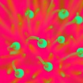 Rachel Kennedy、Seed Mothers、Photosynthesis Honey、A List Eternal - United Republic of Tanzania Forest