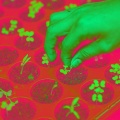 Rachel Kennedy、Seed Mothers、Photosynthesis Honey、A List Eternal、Germination Nation - Mayotte Visage