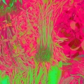 Rachel Kennedy、Seed Mothers、Photosynthesis Honey、A List Eternal - Cuba Dreamer