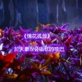 於天豪、会唱歌的哑巴 - 情花孤放