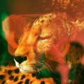 Rachel Kennedy、Web Trakker、Holograph Crown、Tonic Samples - Coco Sunshine
