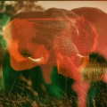 Rachel Kennedy、Web Trakker、Holograph Crown、Tonic Samples - 15 - Dream Come True