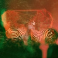 Rachel Kennedy、Web Trakker、Holograph Crown、Tonic Samples - Woodrow