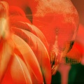 Rachel Kennedy、Web Trakker、Holograph Crown、Tonic Samples - danger.exe