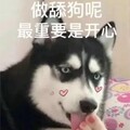 6 wisdom - 舔狗癌晚期
