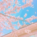 茶小然 - 昙花一现雨及时