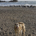 Tele、The Good Boys - Wrinkles; on Highway 1 East