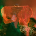 Rachel Kennedy、Web Trakker、Holograph Crown、Tonic Samples - Dream Come True