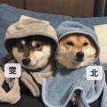 石雅雯、向北 - 小奶狗vs大狼狗