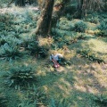 Lo-Fang、Carlos Nino、Amber Hurst-Martin、Tree Frogs、Lucky Paul - Half Moon Glow