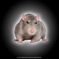 Modernmadeit、Modern Madeit - RAT$