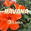 Kelaska - Havana