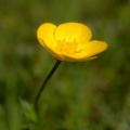 F.C.C - BUTTERCUP