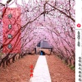 MC温柔晴 - 万里桃花