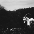 sunflower、Poisonous Birds - Meet Her (Explicit)