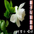 何努力、慕遥. - 栀子花的思念
